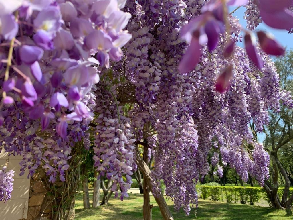 Villa Provencale Familiale Avec Piscine 格里莫 外观 照片